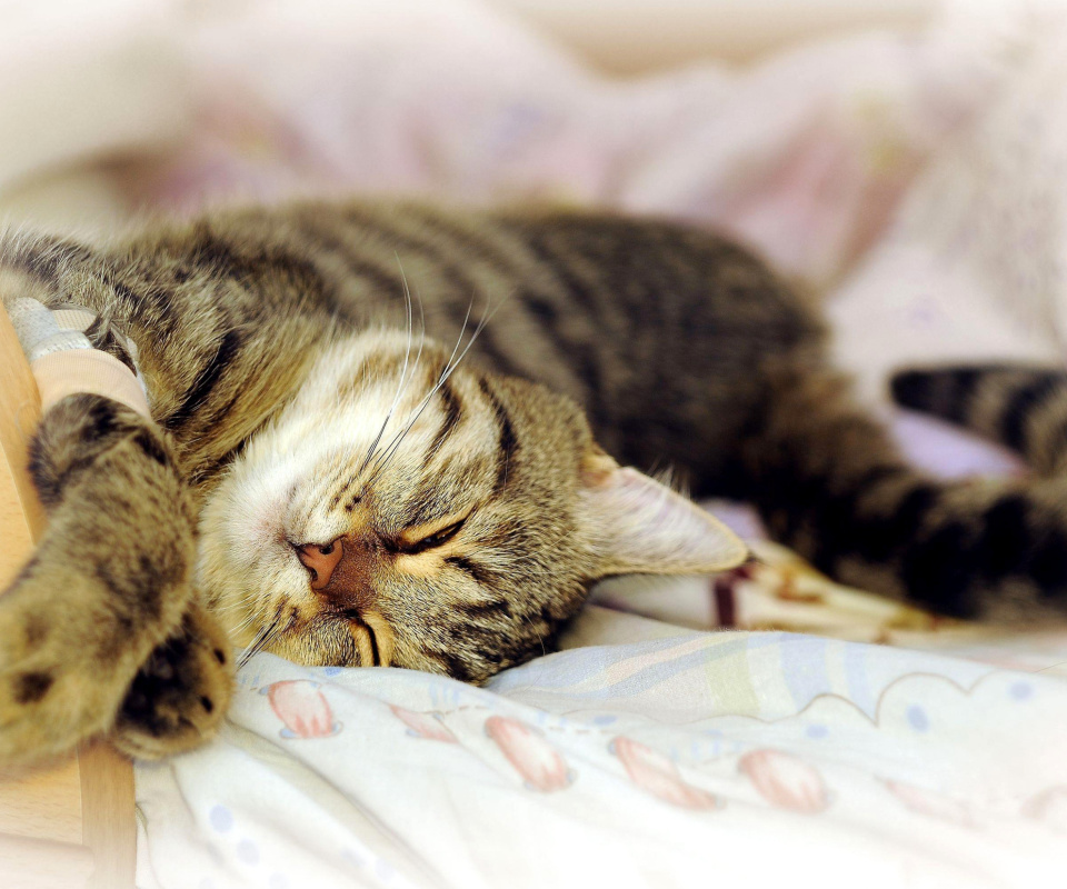 Cat Hibernation wallpaper 960x800