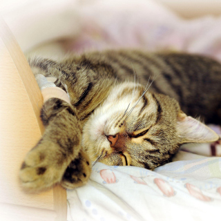 Cat Hibernation sfondi gratuiti per iPad mini