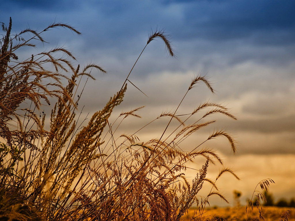 Wheat Field Agricultural Wallpaper screenshot #1 1024x768