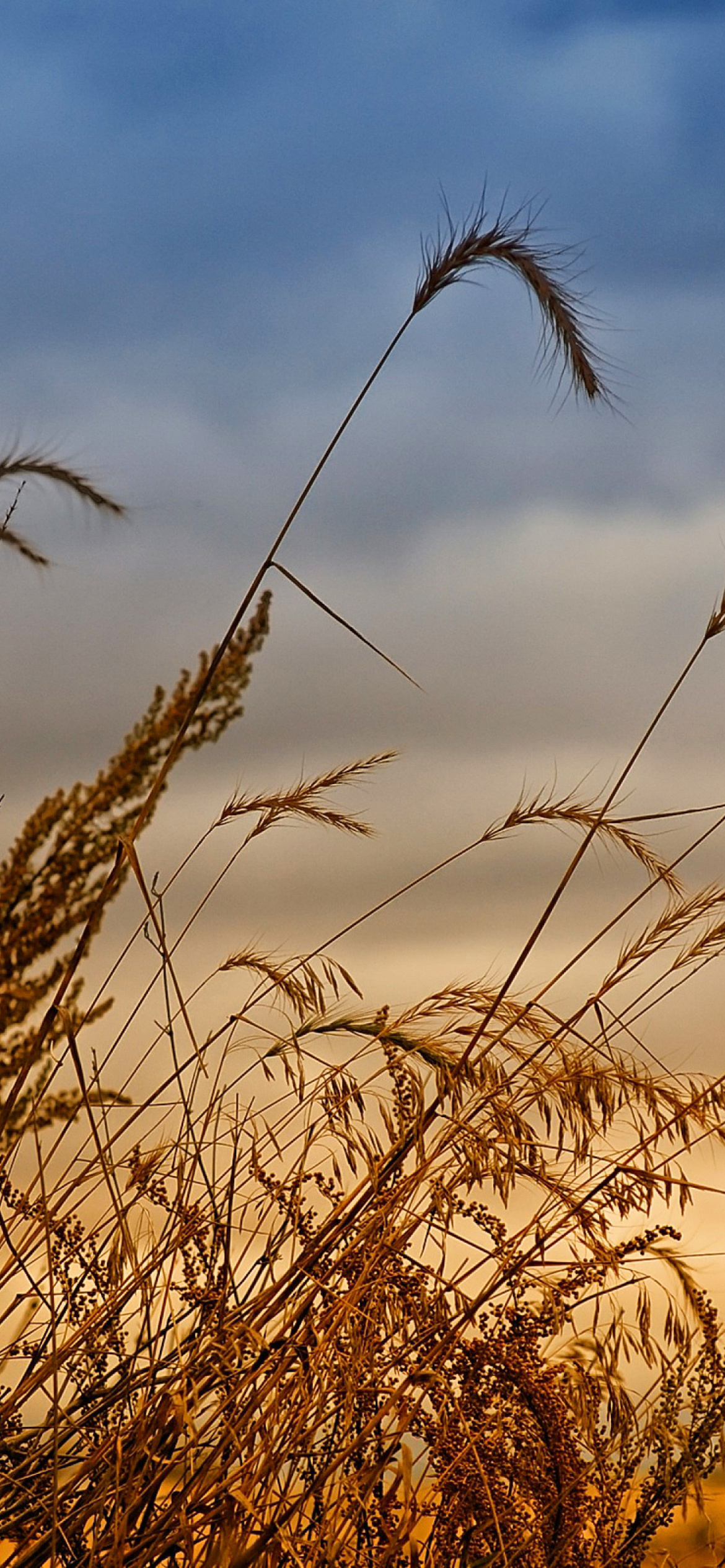Screenshot №1 pro téma Wheat Field Agricultural Wallpaper 1170x2532