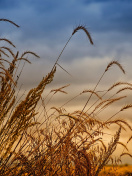 Fondo de pantalla Wheat Field Agricultural Wallpaper 132x176