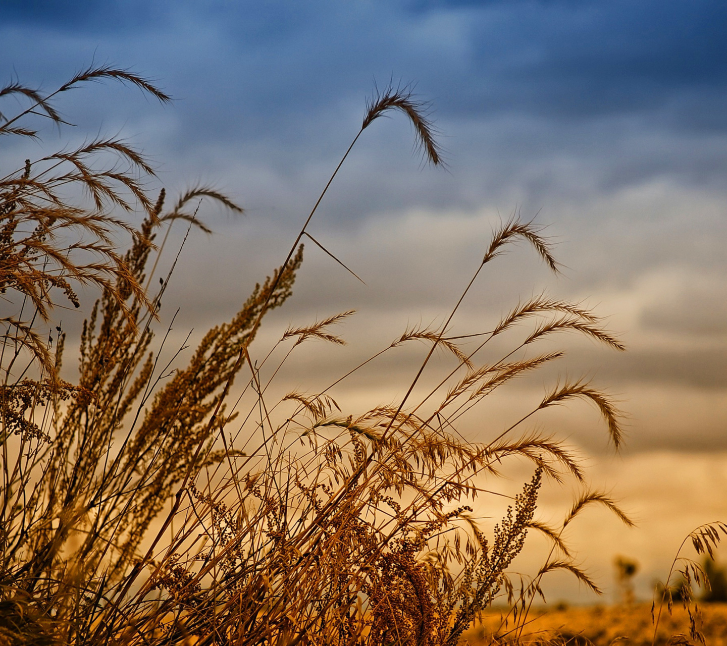 Обои Wheat Field Agricultural Wallpaper 1440x1280