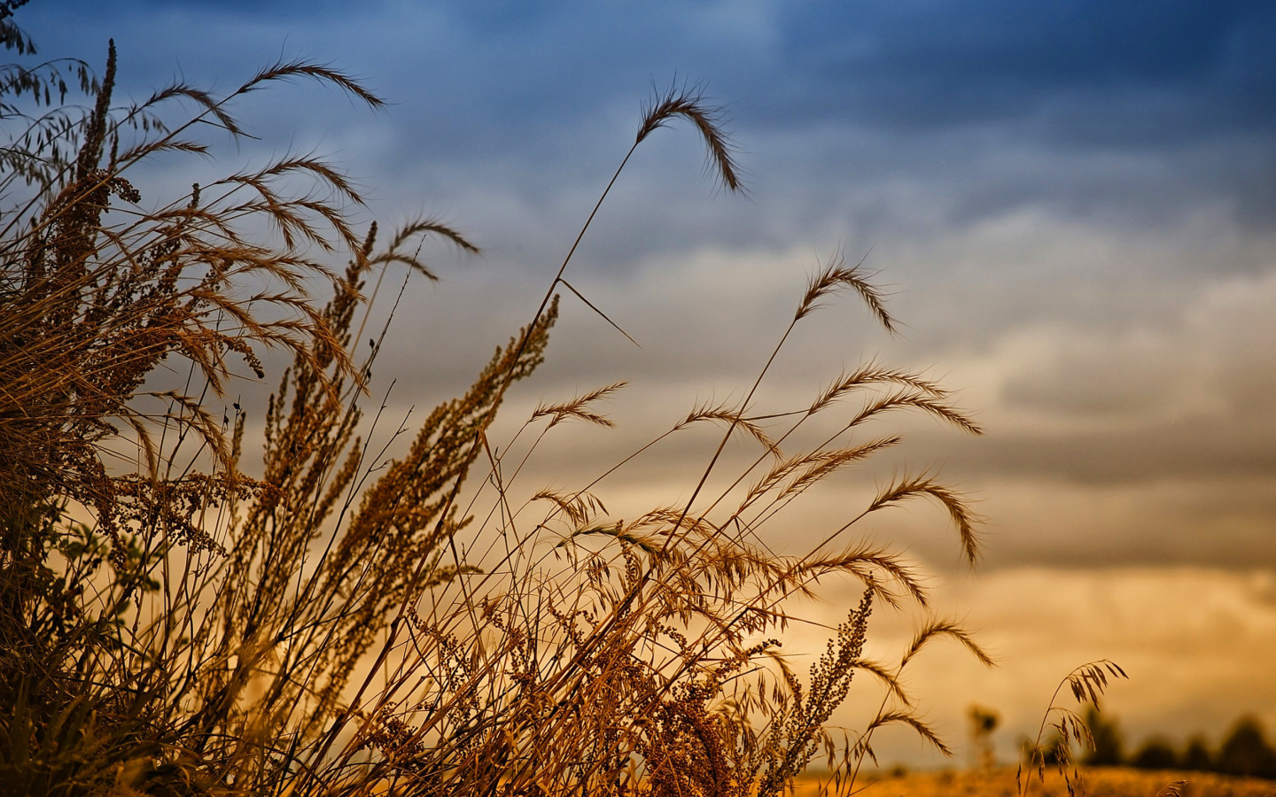 Обои Wheat Field Agricultural Wallpaper 1440x900