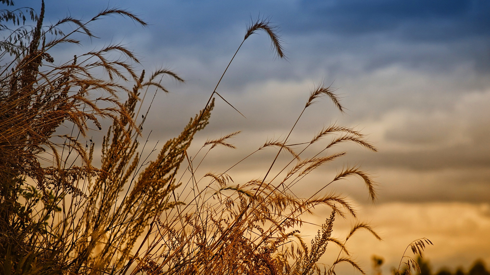 Fondo de pantalla Wheat Field Agricultural Wallpaper 1600x900