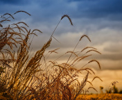 Wheat Field Agricultural Wallpaper screenshot #1 176x144