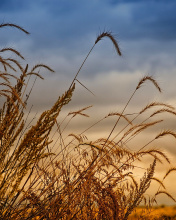 Wheat Field Agricultural Wallpaper screenshot #1 176x220