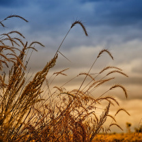 Screenshot №1 pro téma Wheat Field Agricultural Wallpaper 208x208