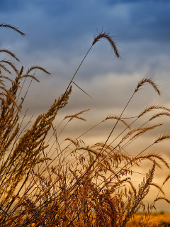 Обои Wheat Field Agricultural Wallpaper 240x320