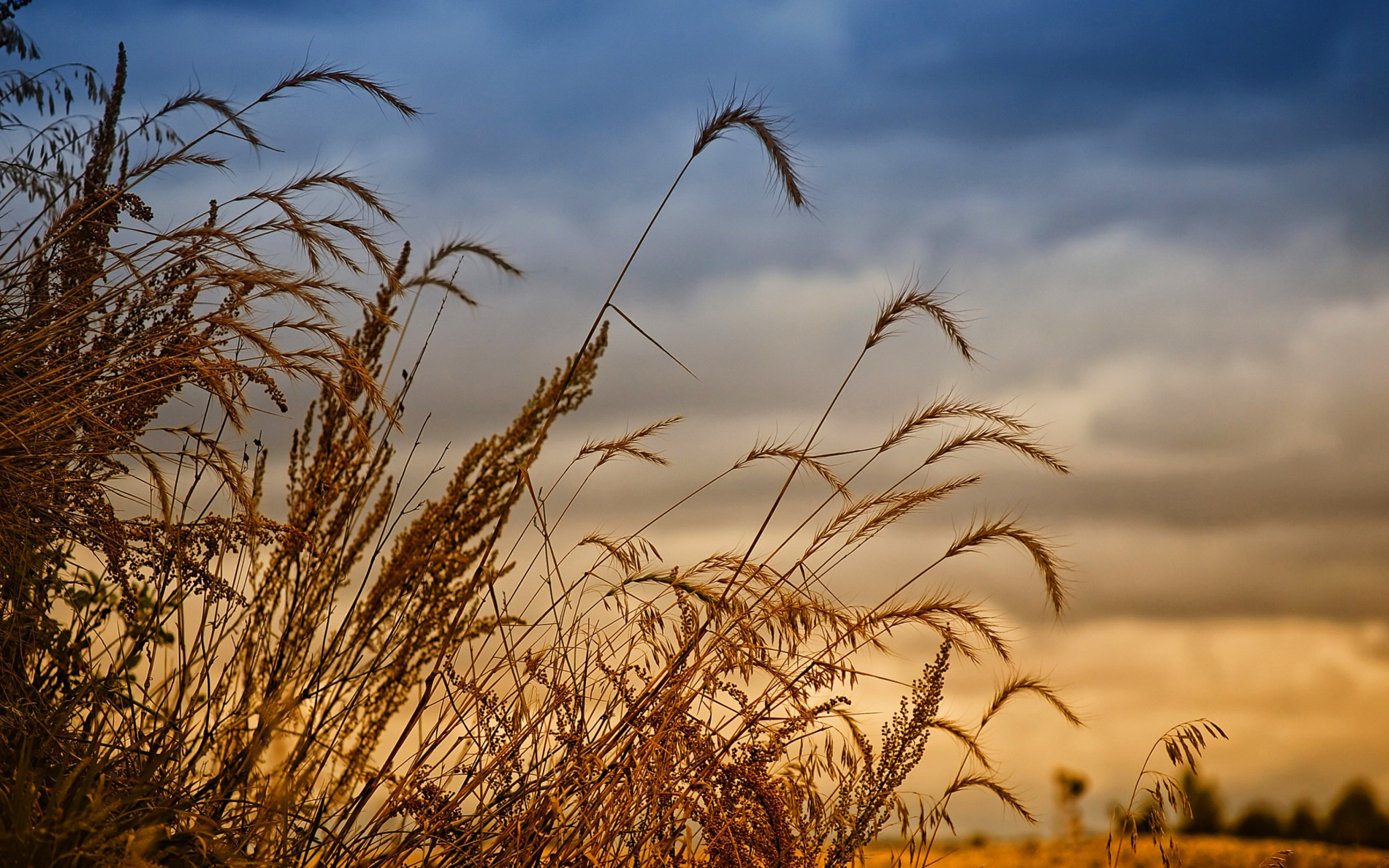 Sfondi Wheat Field Agricultural Wallpaper 2560x1600