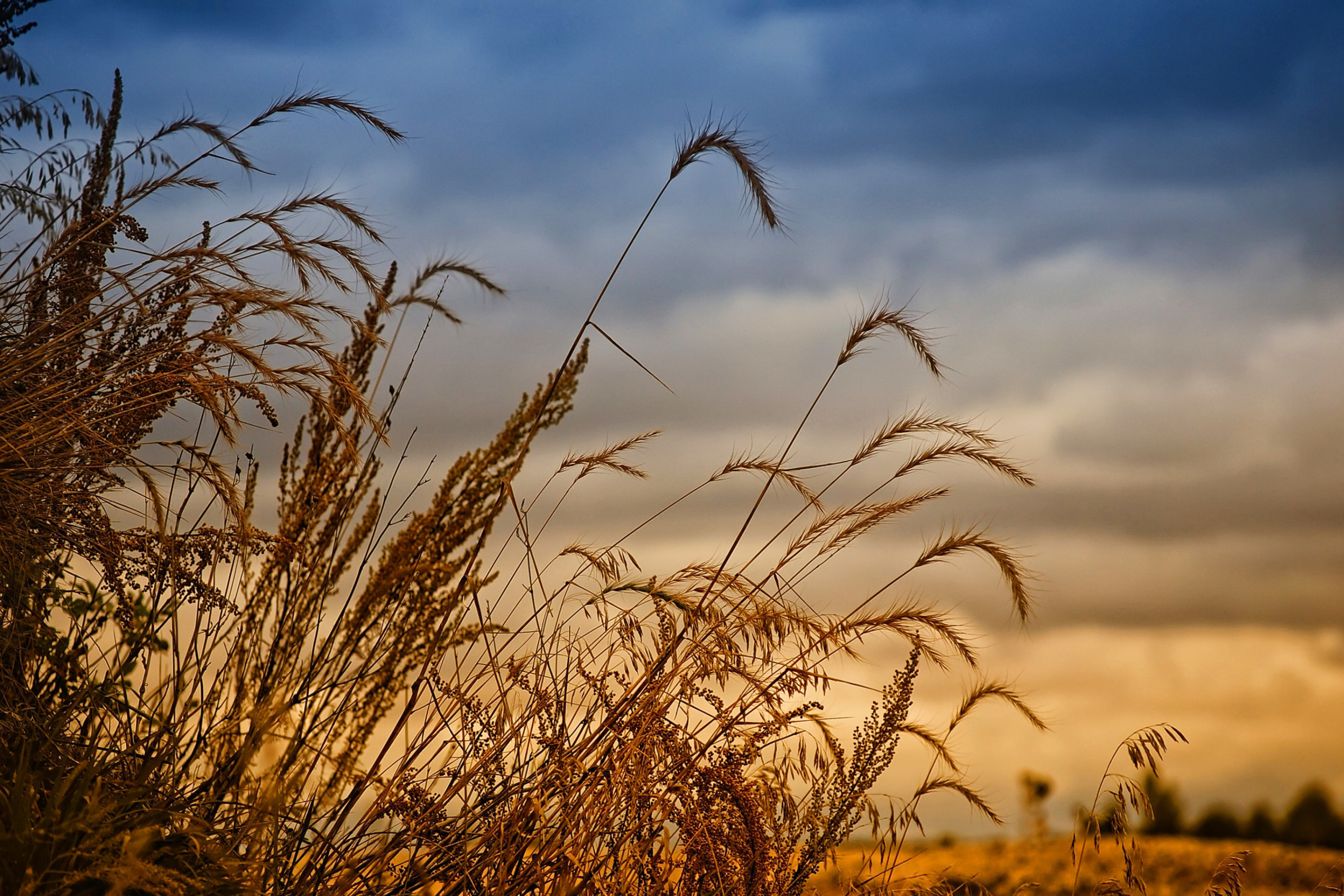 Обои Wheat Field Agricultural Wallpaper 2880x1920