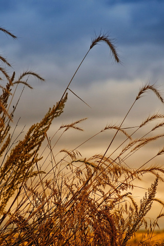 Обои Wheat Field Agricultural Wallpaper 320x480