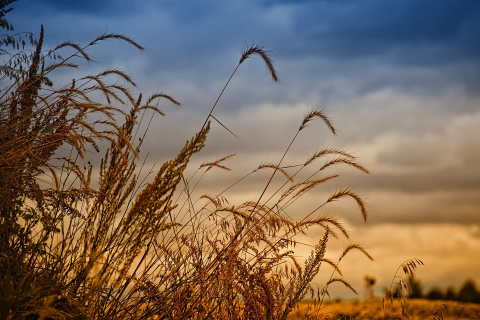 Обои Wheat Field Agricultural Wallpaper 480x320