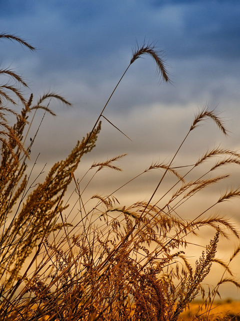 Screenshot №1 pro téma Wheat Field Agricultural Wallpaper 480x640