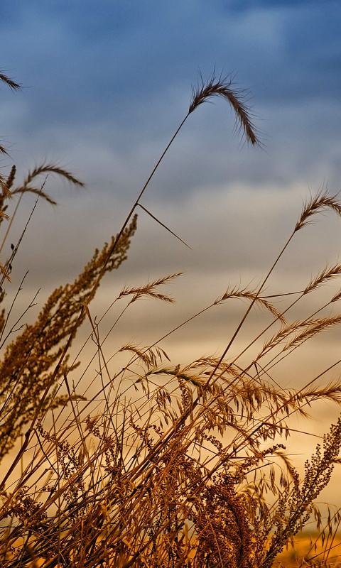 Обои Wheat Field Agricultural Wallpaper 480x800