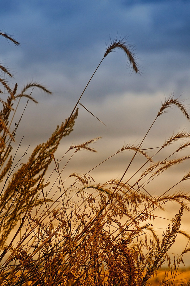 Sfondi Wheat Field Agricultural Wallpaper 640x960