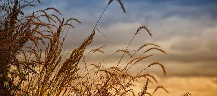 Wheat Field Agricultural Wallpaper screenshot #1 720x320