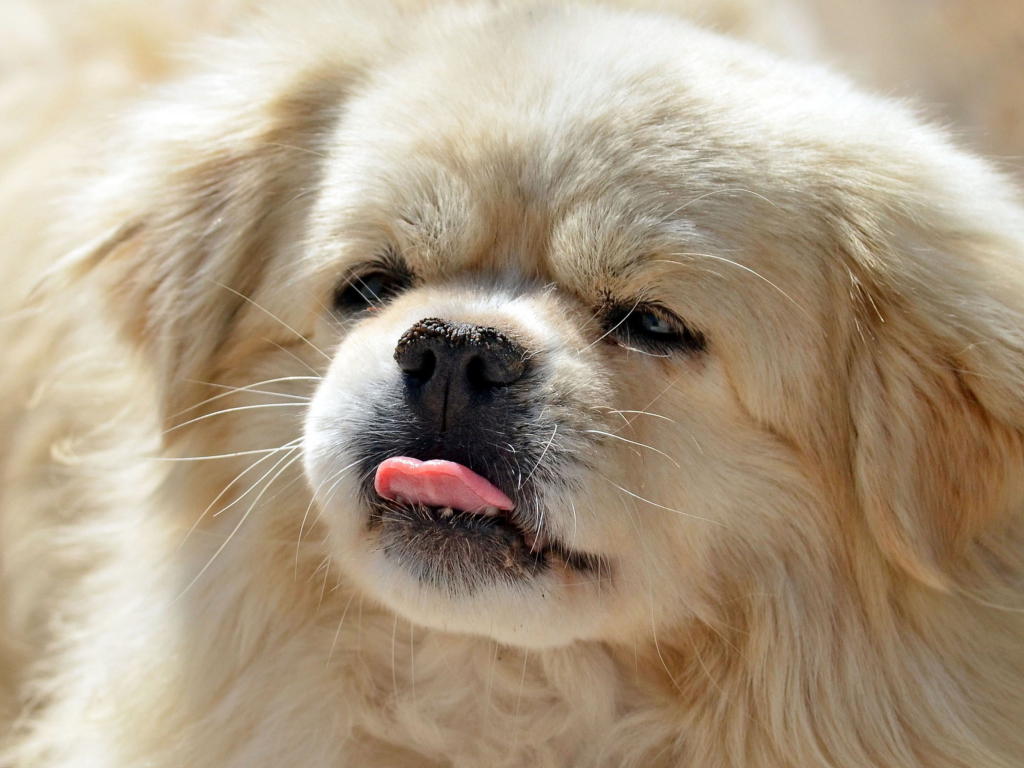 Das Funny Puppy Showing Tongue Wallpaper 1024x768