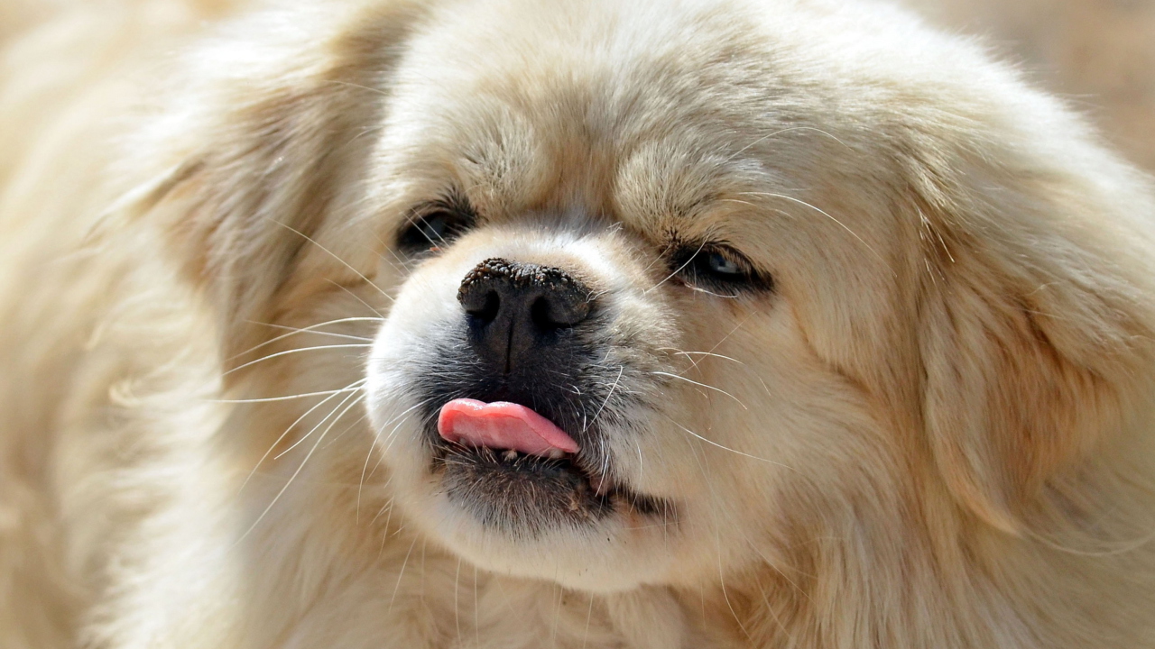 Das Funny Puppy Showing Tongue Wallpaper 1280x720