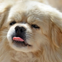 Fondo de pantalla Funny Puppy Showing Tongue 128x128