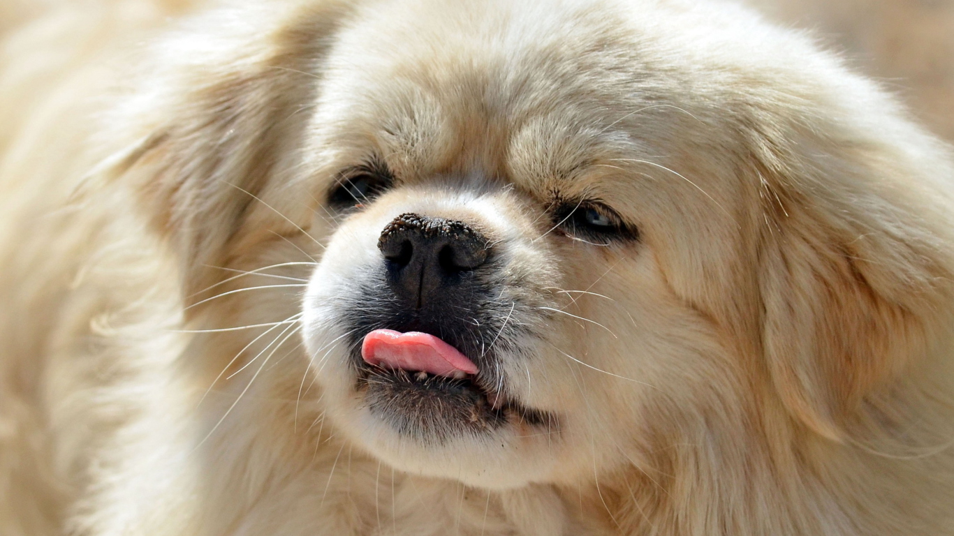 Обои Funny Puppy Showing Tongue 1366x768