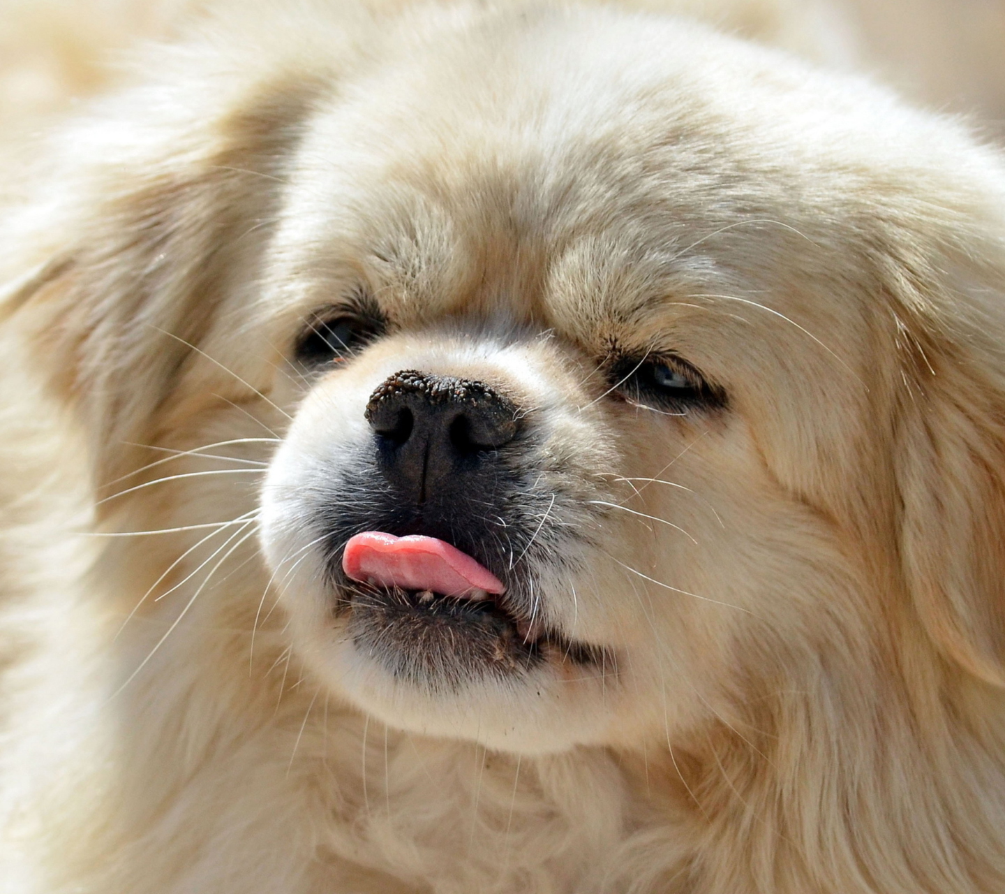 Обои Funny Puppy Showing Tongue 1440x1280