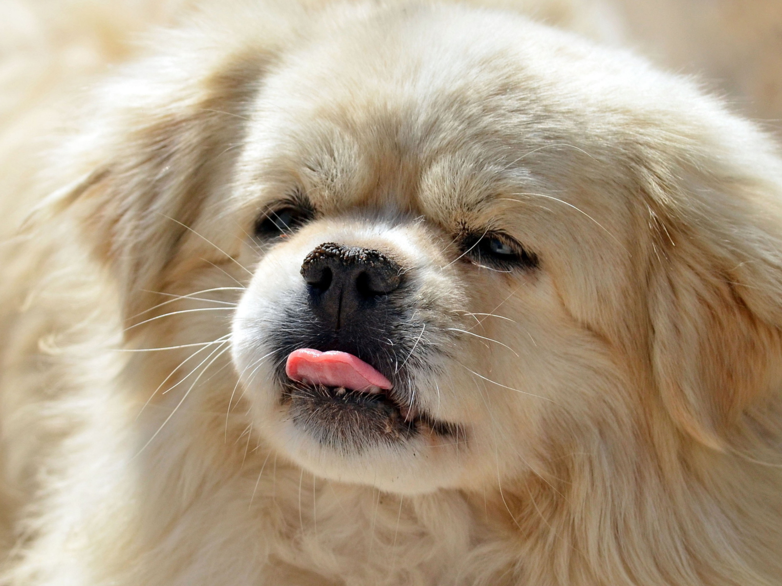 Das Funny Puppy Showing Tongue Wallpaper 1600x1200