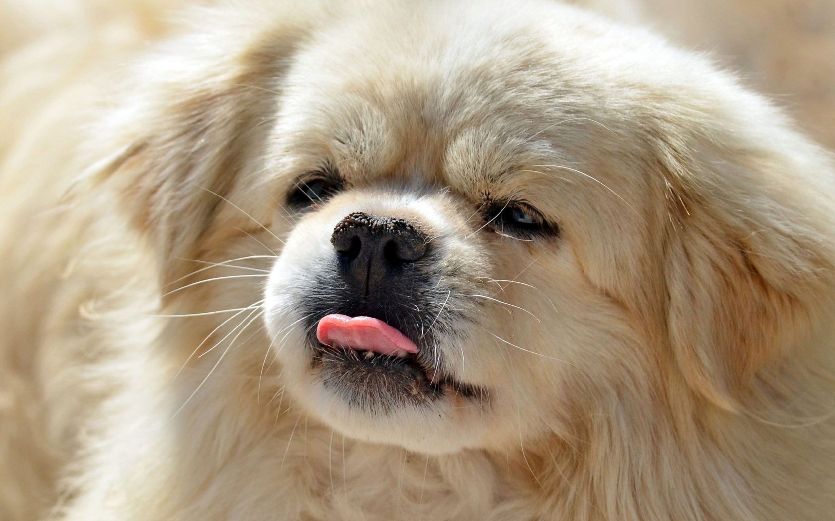 Funny Puppy Showing Tongue wallpaper 1680x1050