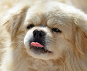 Das Funny Puppy Showing Tongue Wallpaper 176x144