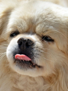 Funny Puppy Showing Tongue wallpaper 240x320