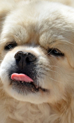 Das Funny Puppy Showing Tongue Wallpaper 240x400
