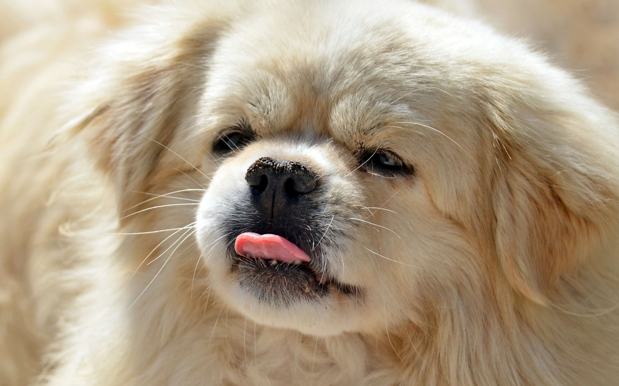 Fondo de pantalla Funny Puppy Showing Tongue 2560x1600