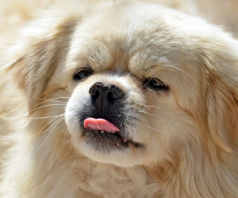 Fondo de pantalla Funny Puppy Showing Tongue 480x400
