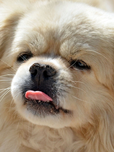 Funny Puppy Showing Tongue wallpaper 480x640