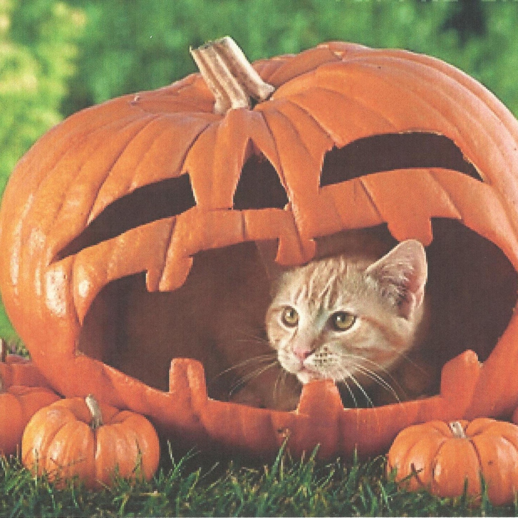 Fondo de pantalla Pumpkin Cat 1024x1024