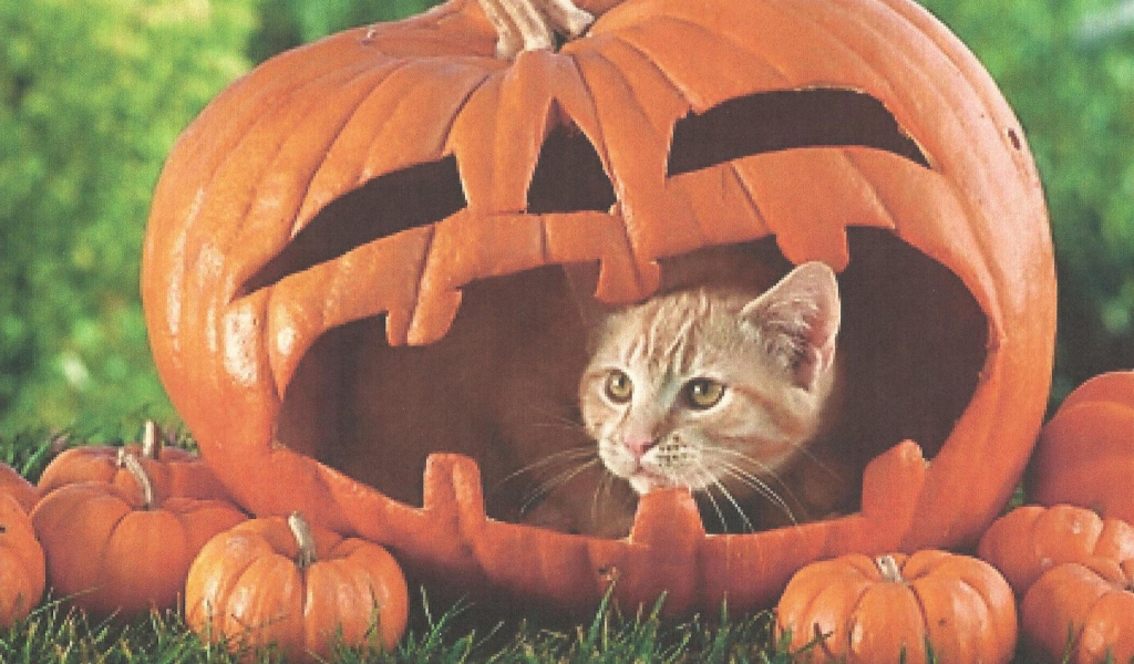 Pumpkin Cat screenshot #1 1024x600