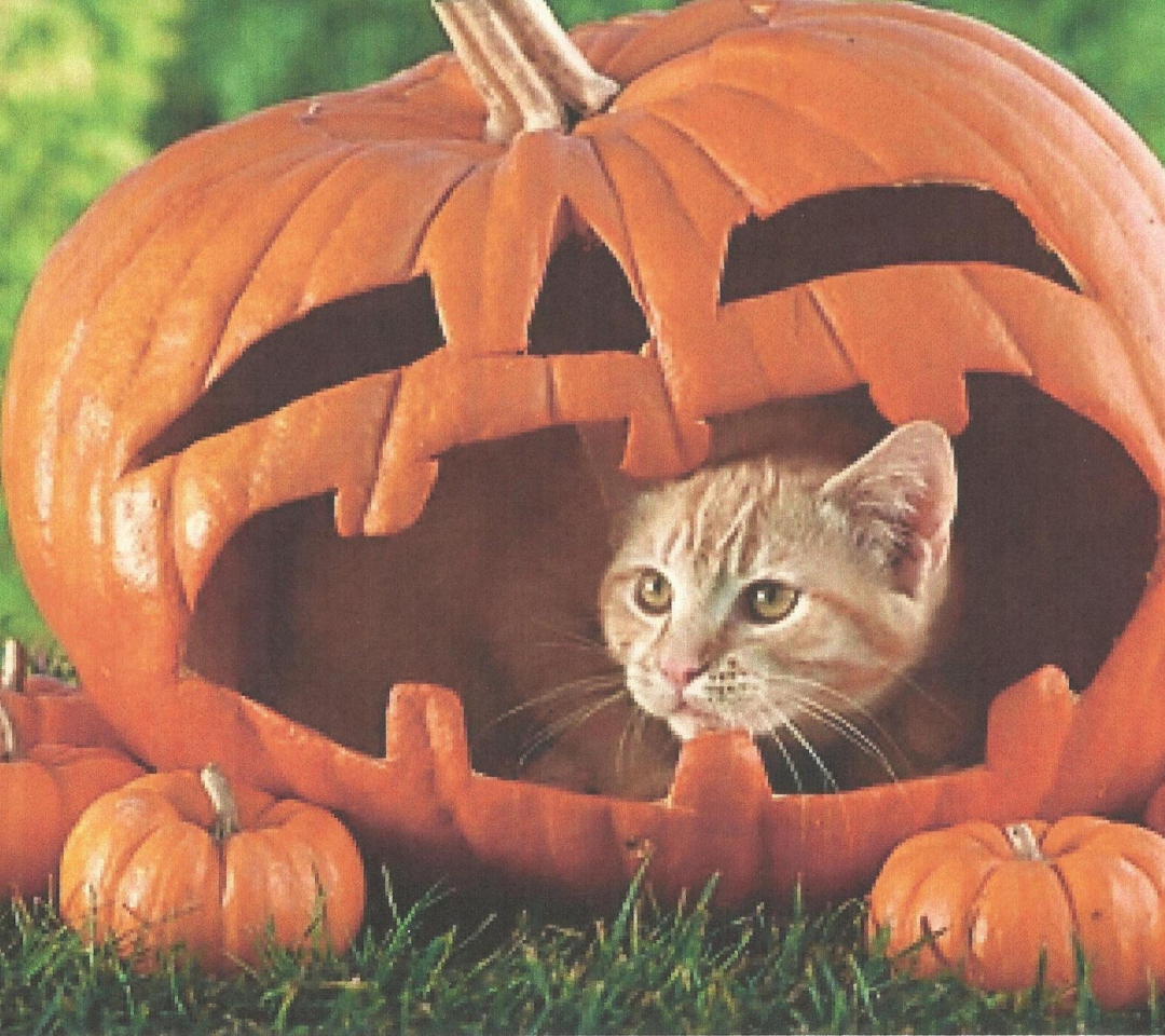 Das Pumpkin Cat Wallpaper 1080x960