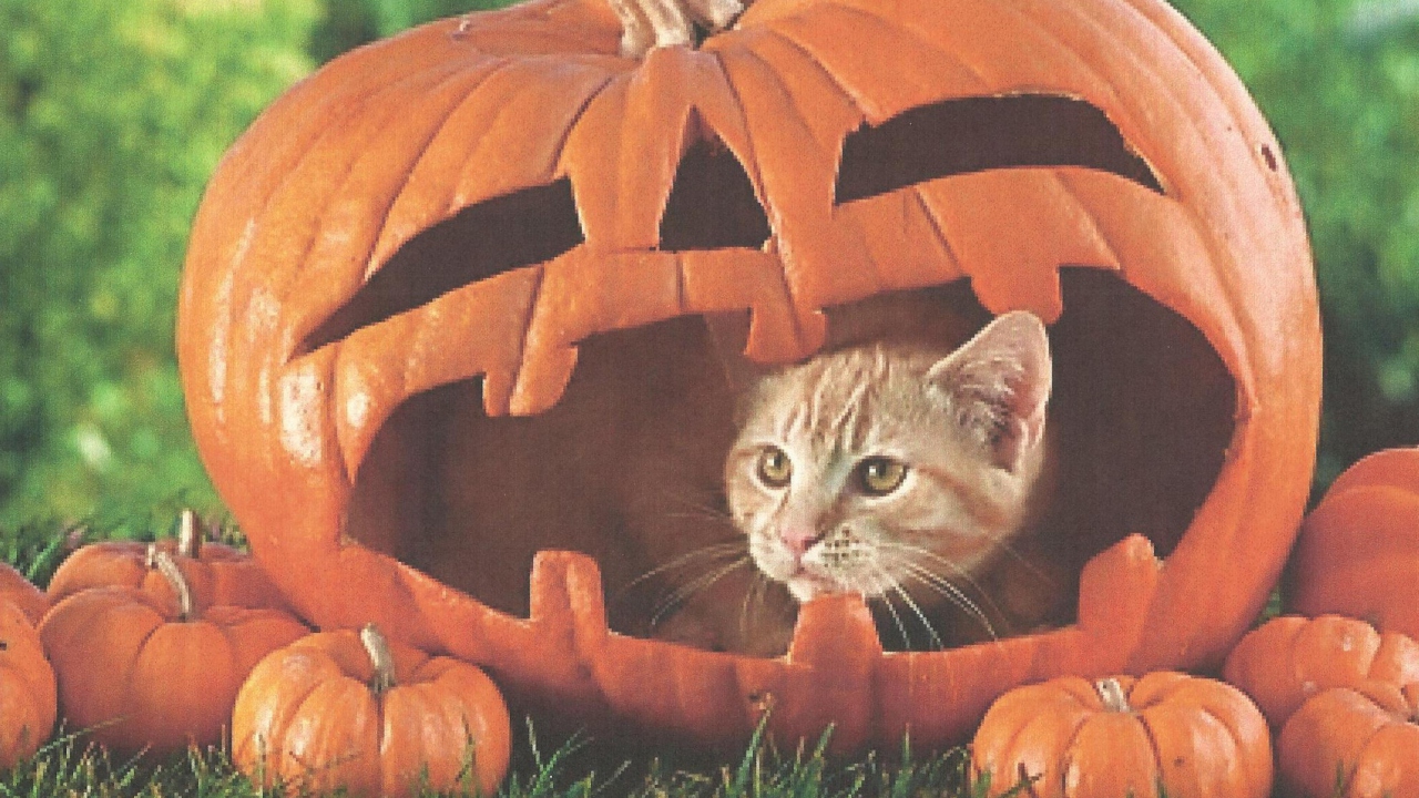 Fondo de pantalla Pumpkin Cat 1280x720