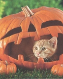 Das Pumpkin Cat Wallpaper 128x160