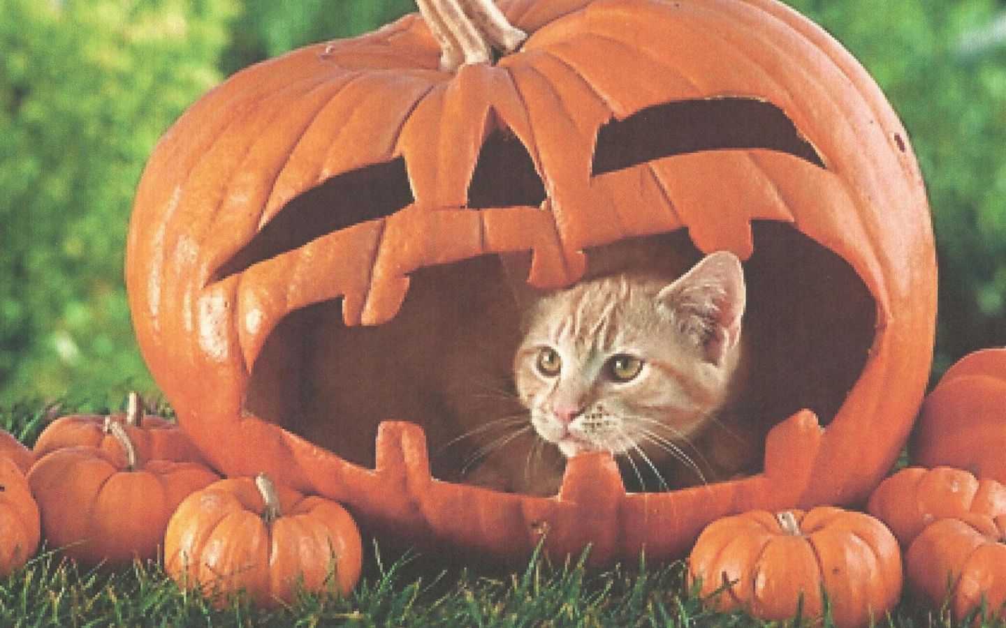 Pumpkin Cat wallpaper 1440x900