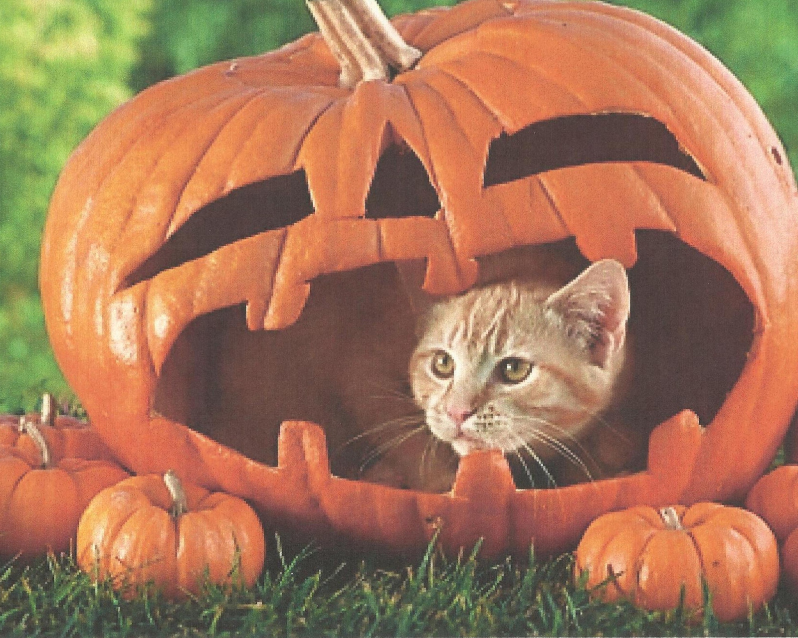 Fondo de pantalla Pumpkin Cat 1600x1280