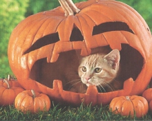 Обои Pumpkin Cat 220x176
