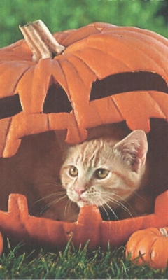 Das Pumpkin Cat Wallpaper 240x400