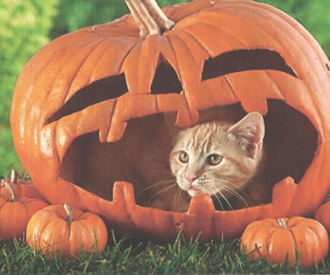 Sfondi Pumpkin Cat 480x400