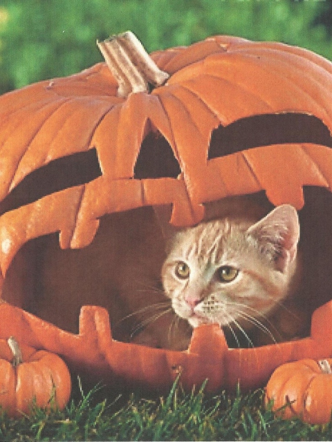 Обои Pumpkin Cat 480x640