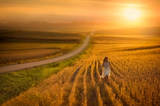 Sunset Field Background for Android, iPhone and iPad