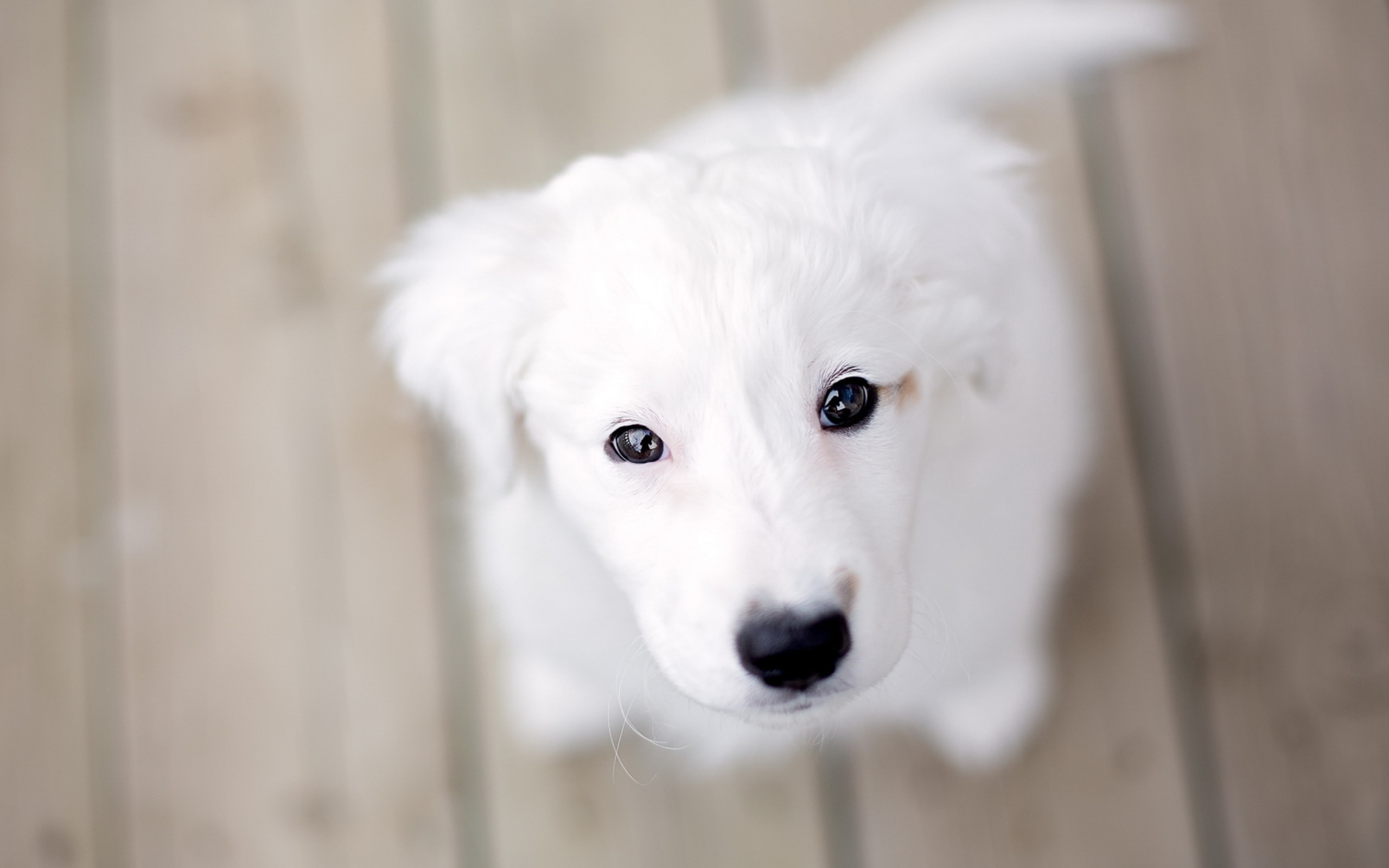 Sfondi Snow White Puppy 2560x1600