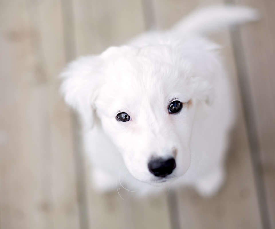 Das Snow White Puppy Wallpaper 960x800