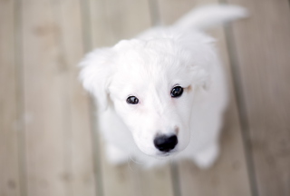 Snow White Puppy Background for Android, iPhone and iPad