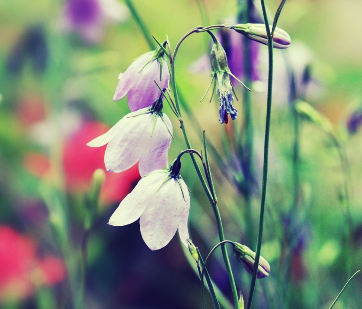 Purple Bells Flowers wallpaper 1200x1024