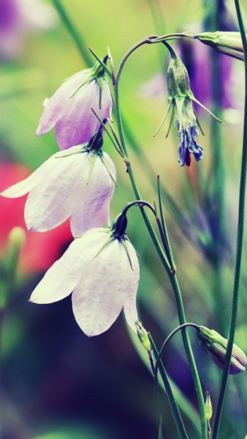 Purple Bells Flowers screenshot #1 360x640
